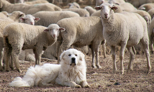 Great-Pyrenees