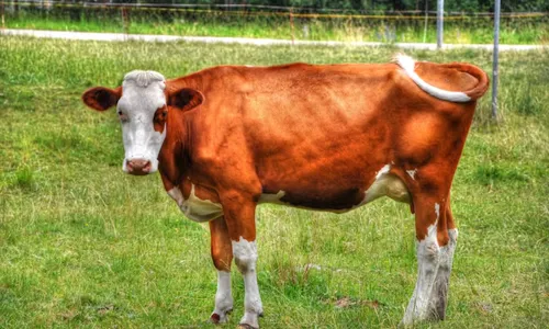 Jersey cow milk production per day in litres