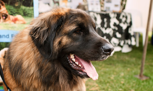Leonberger