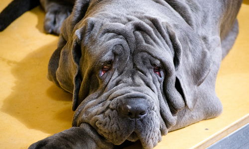 Neapolitan-Mastiff