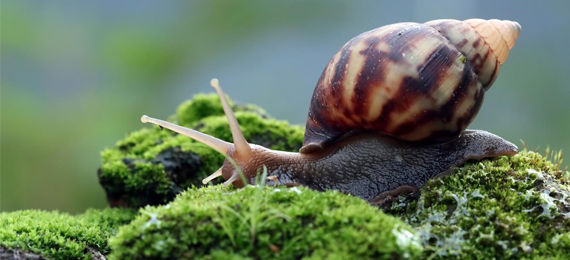 Facts about the snail