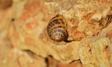 Growth of snails