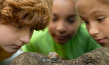 Facts about the Snail - Their Shells