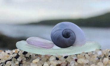 Snails as Symbols of Joy