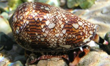 Venomous Cone Snails