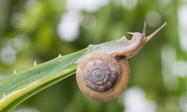 Where do snails live