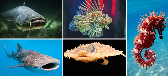 Do You Know Why Fish Are Named after Other Animals?