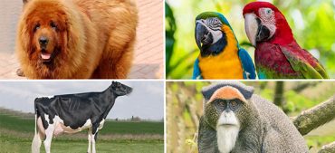 The Most Expensive Pets in the World