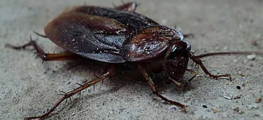 Yes, a Cockroach Can Live without Its Head