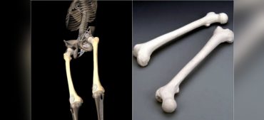 Is It True That Human Thigh Bones Are Stronger than Concrete?