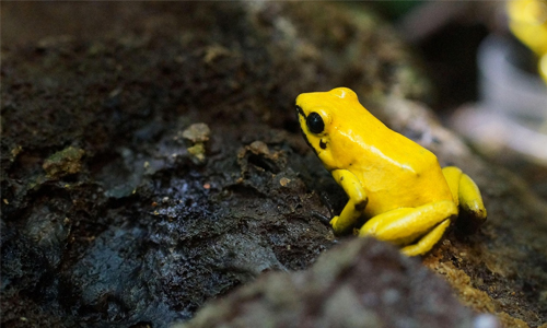 Conservation Status