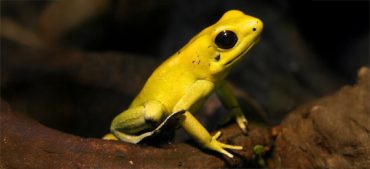 Fascinating Facts about the Golden Poison Dart Frog