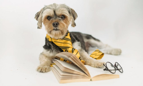 Illegal to Educate a Dog