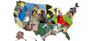 50 Birds 50 States How Many Do You Know?