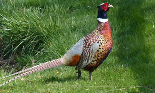 The-Ring-necked-Pheasants