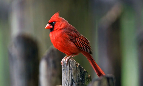 The-Northern-Cardinal