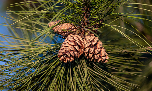 Pine-Cone