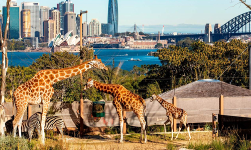 Taronga-Zoo