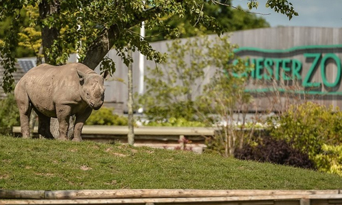 Chester-Zoo