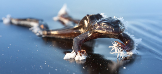 Animals That Freeze and Come Back to Life