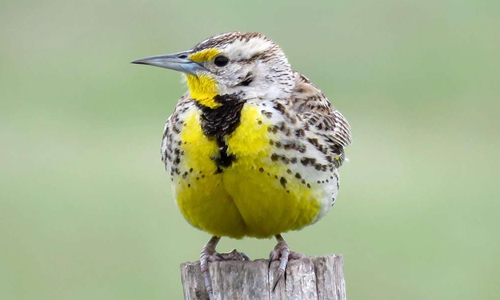 Western-Meadowlark-males