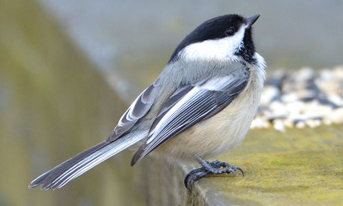 Black-capped-Chickadee