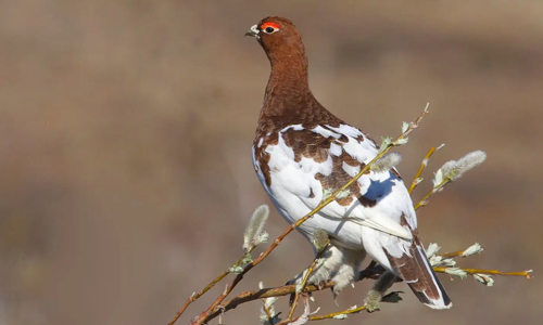 The-Willow-Ptarmigan