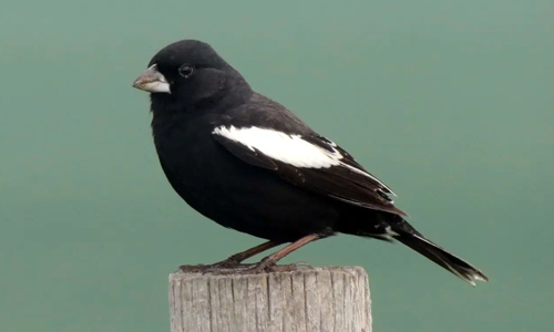 The-Lark-Bunting