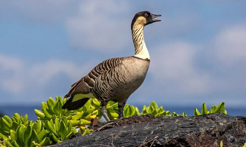 Hawaiian-Goose