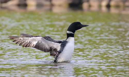 The-Common-Loon