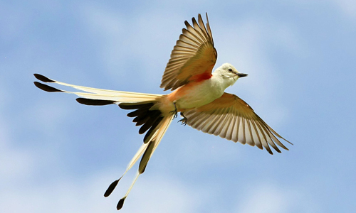 The-Scissor-tailed-Flycatcher