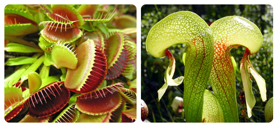 What Are Carnivorous Plants?