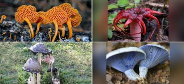 Weird Mushroom Facts You Cannot Unsee