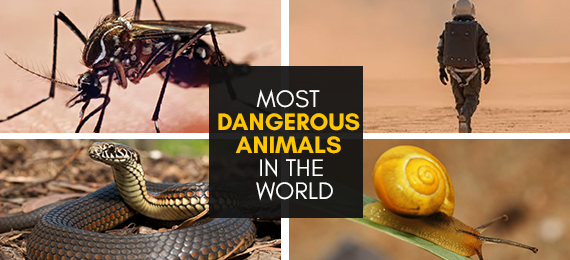 World's Most Dangerous Animals