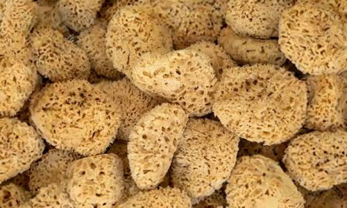 Commercial-Uses-of-Sea-Sponges