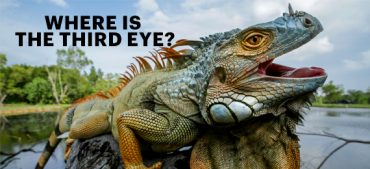 Iguana Eye Facts: The Secret Behind The Third Eye