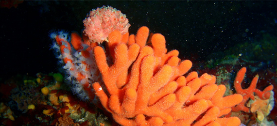 Sea-Sponge