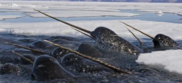 10 Fascinating Facts About Narwhals