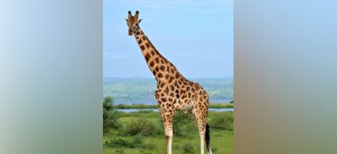 Giraffe Facts: the Tallest Animal in the World