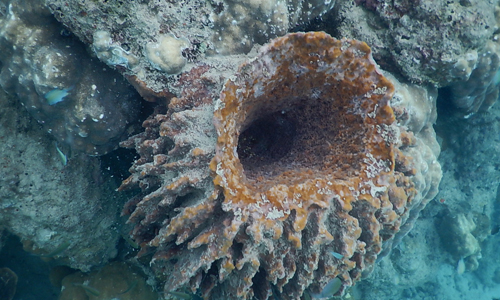 What-Is-a-Sea-Sponge