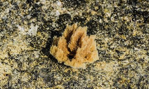 Where-Do-Sea-Sponges-Live