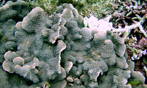 What-Do-Sea-Sponges-Eat