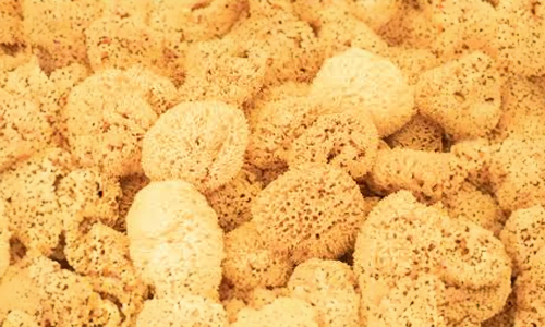 Sea-sponges-play-several-important-roles-in-science