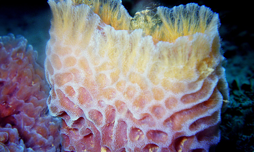 The-Processing-of-Sea-Sponges