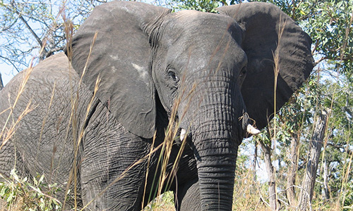 African Elephant