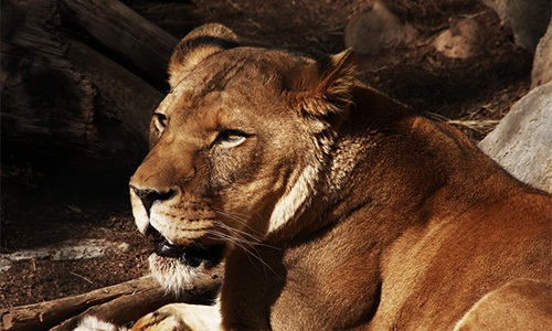 African Lion