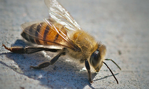 Africanized Honey Bee