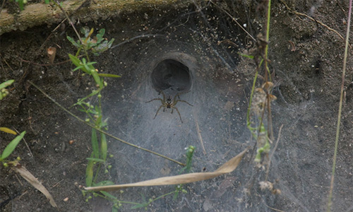 Australian Funnel-Web Spider