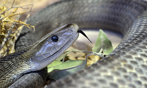 Black Mamba