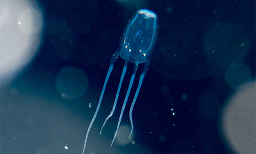 Box Jellyfish